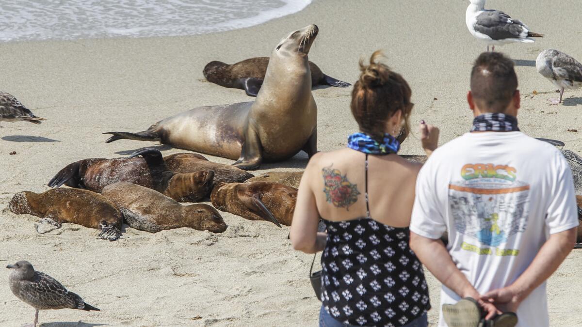 Reporter's Notebook: Keeping pinnipeds safe, one story at a time - The San  Diego Union-Tribune