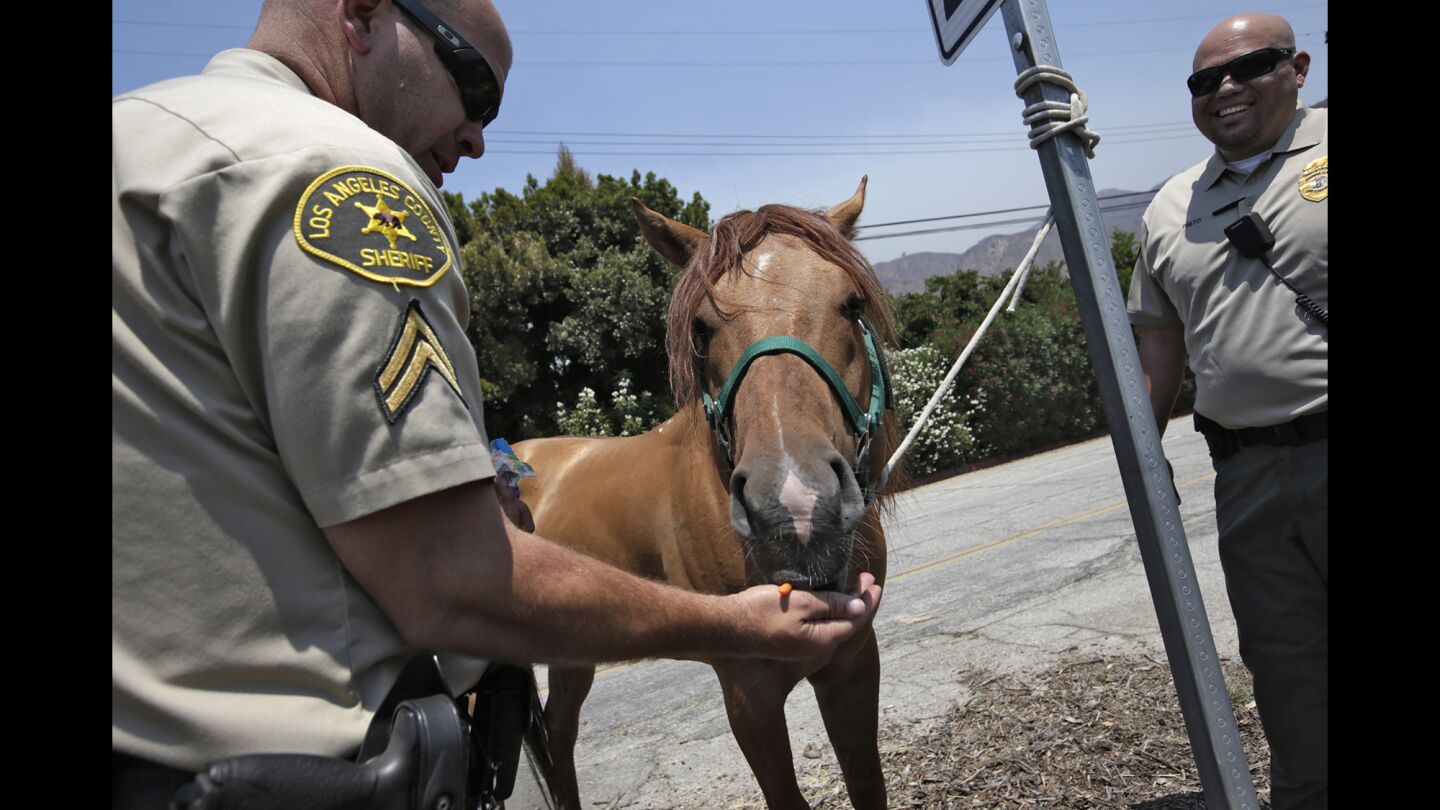 L.A. County Sheriff's Deputy Toby Coe feeds carrots to a stray horse awaiting transport to the Fairplex in Pomona. The stallion is believed to belong to Rancho Sierra Bonita, which was forced to quickly evacuate two days ago as the Fish fire burned nearby.