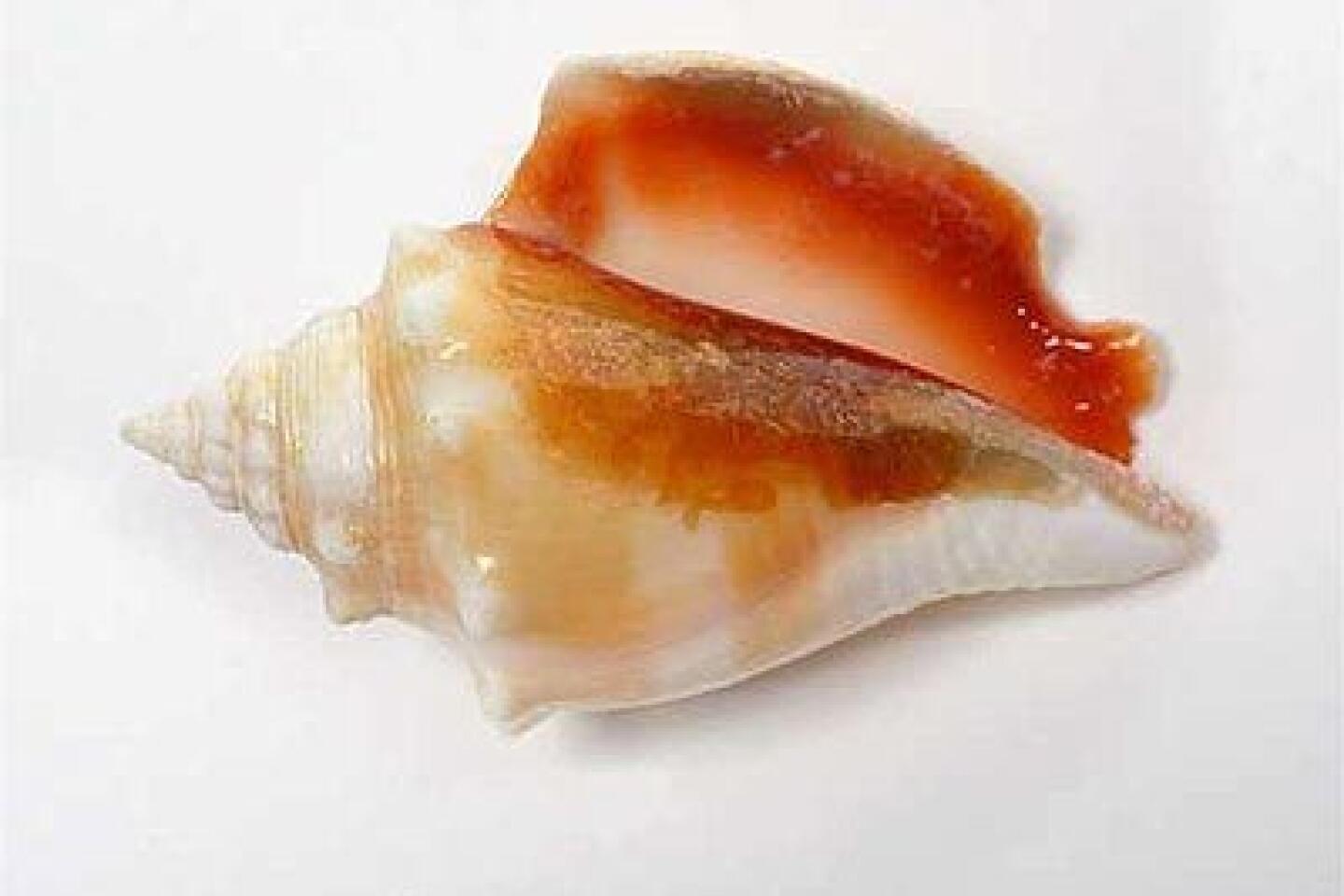 Bubble Seashell Handpicked on Marco Island or Sanibel Island in