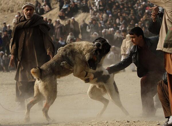 Afghans watch a dogfight in Kabul. Despite being illegal, the sport is popular even among government officials.