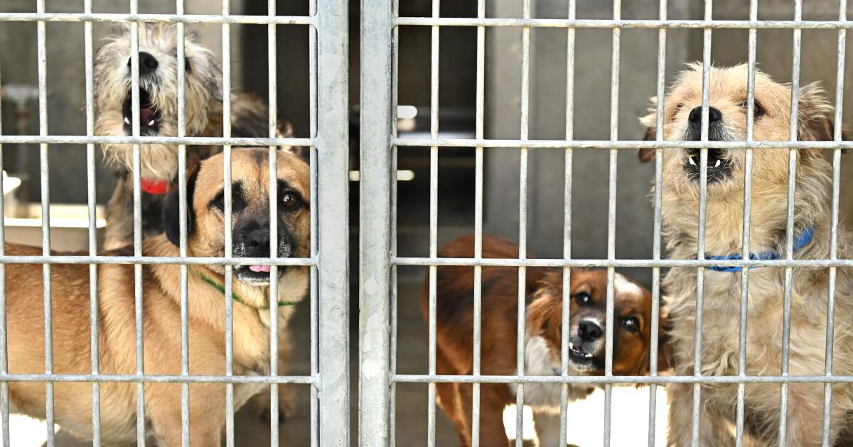 L.A. City Council votes to stop issuing new dog breeding licenses