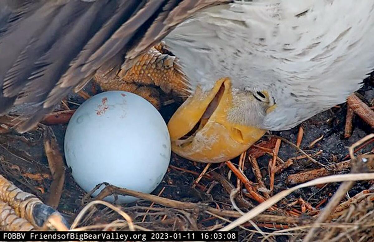 The first egg of 2023 arrived on Jan. 11 for Big Bear's beloved bald eagle, Jackie, and Shadow (not pictured)