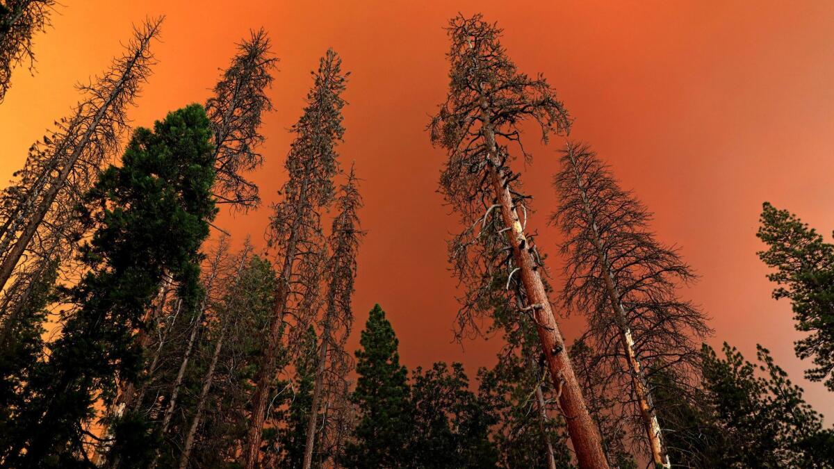 Orange smoke from the Ferguson fire rises above a stand of trees, some dead, at Yosemite National Park.