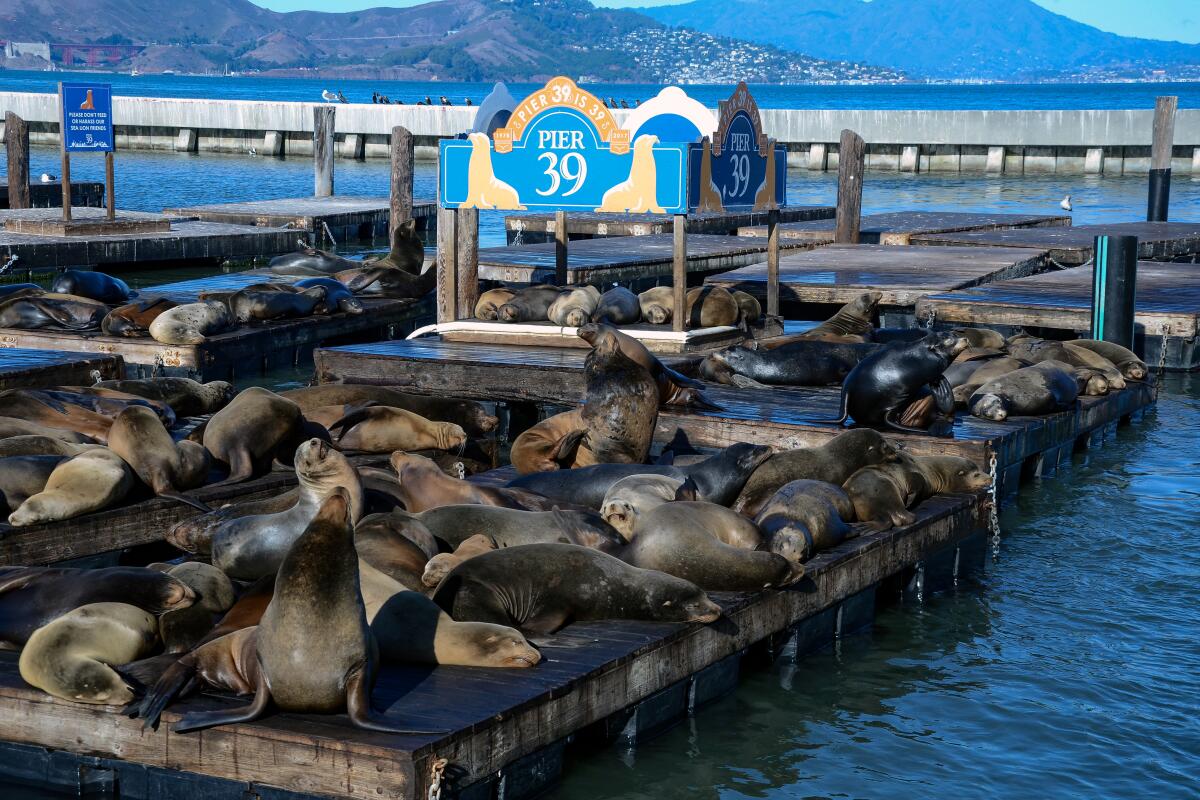 Sea lions resting at Pier 39 at the Embarcadero in San Francisco.