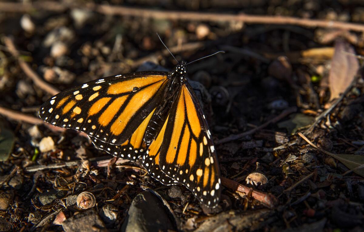 A Monarch butterfly resting on the ground.