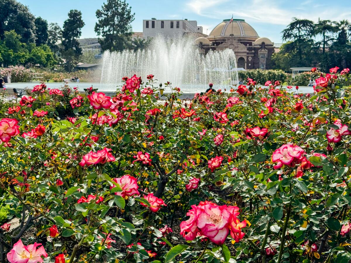 The Exposition Park Rose Garden.