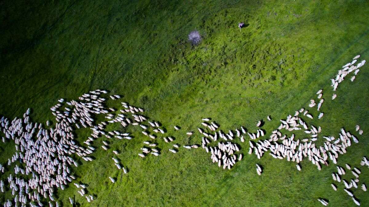 "Swarm of Sheep" by Szabolcs Ignacz took second place in the nature/wildlife category. (Szabolcs Ignacz)