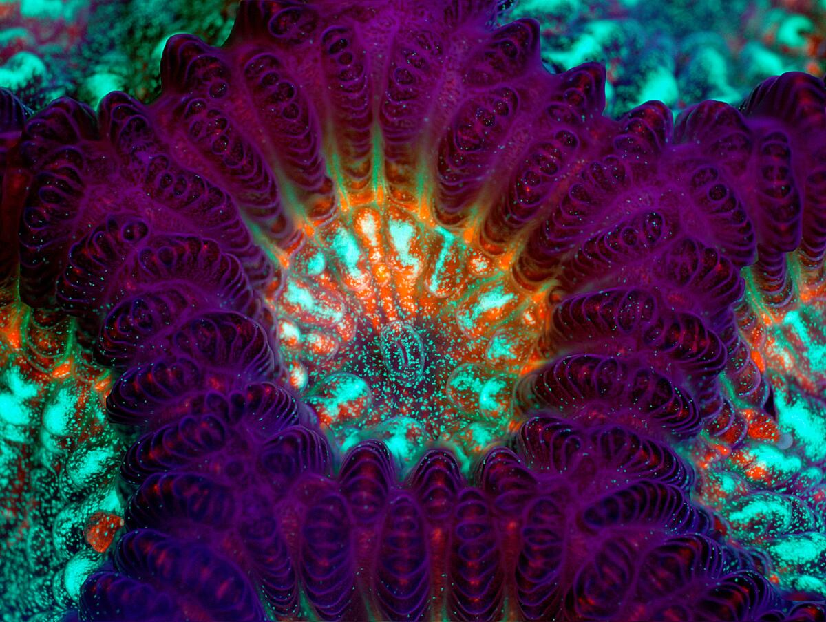 "Live Green Brain Coral" by James Nicholson is one of nine images in this year's "Art of Science" exhibit.