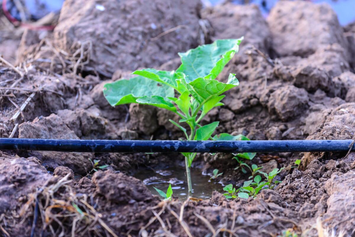 Set up an in-line drip irrigation system (not the individual emitter style drip), and install an automatic irrigation controller.