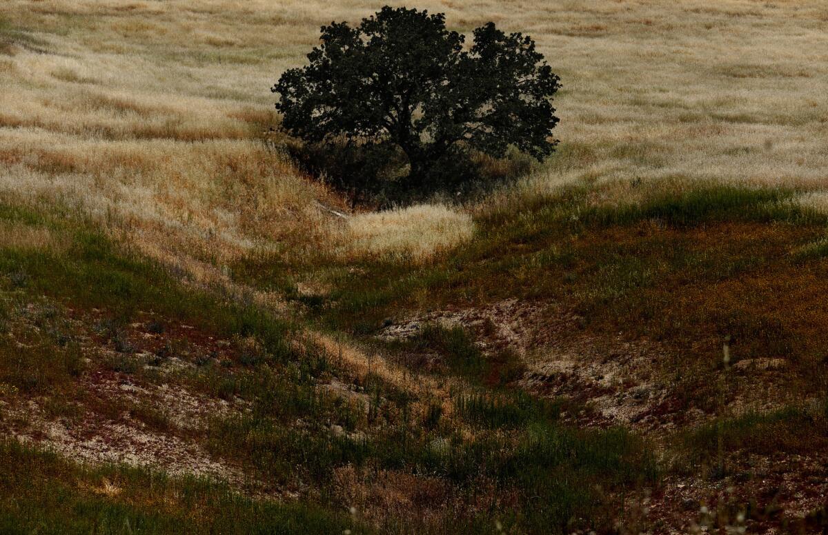 An oak stands out amid a meadow that can be viewed from Medicine Woman Trail above Western Town.