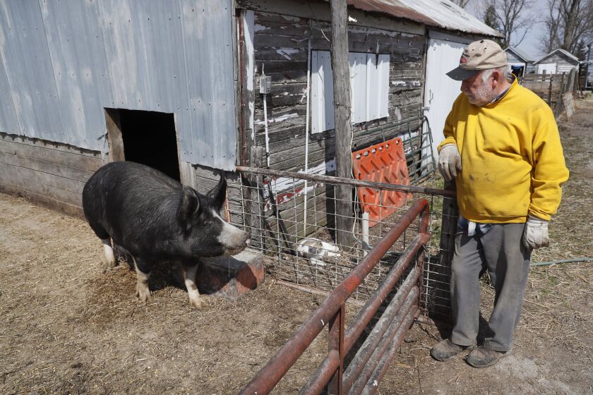 In this Friday, April 17, 2020, photo, Chris Petersen looks at a Berkshire hog in a pen on his farm near Clear Lake, Iowa. COVID-19, the disease caused by the coronavirus, has created problems for all meat producers, but pork farmers have been hit especially hard. (AP Photo/Charlie Neibergall)