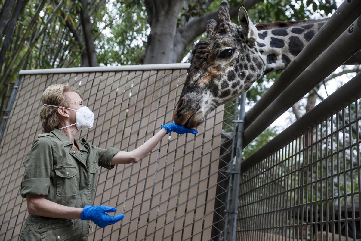 A woman wears a mask and feeds a giraffe from her hand.