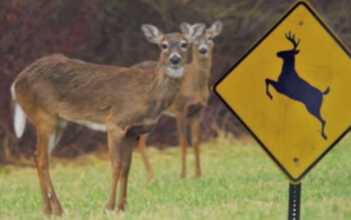 Mule deer crossing Highway 1 near Big Sur.