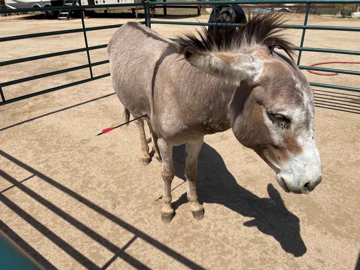 A burro with an arrow piercing its underside