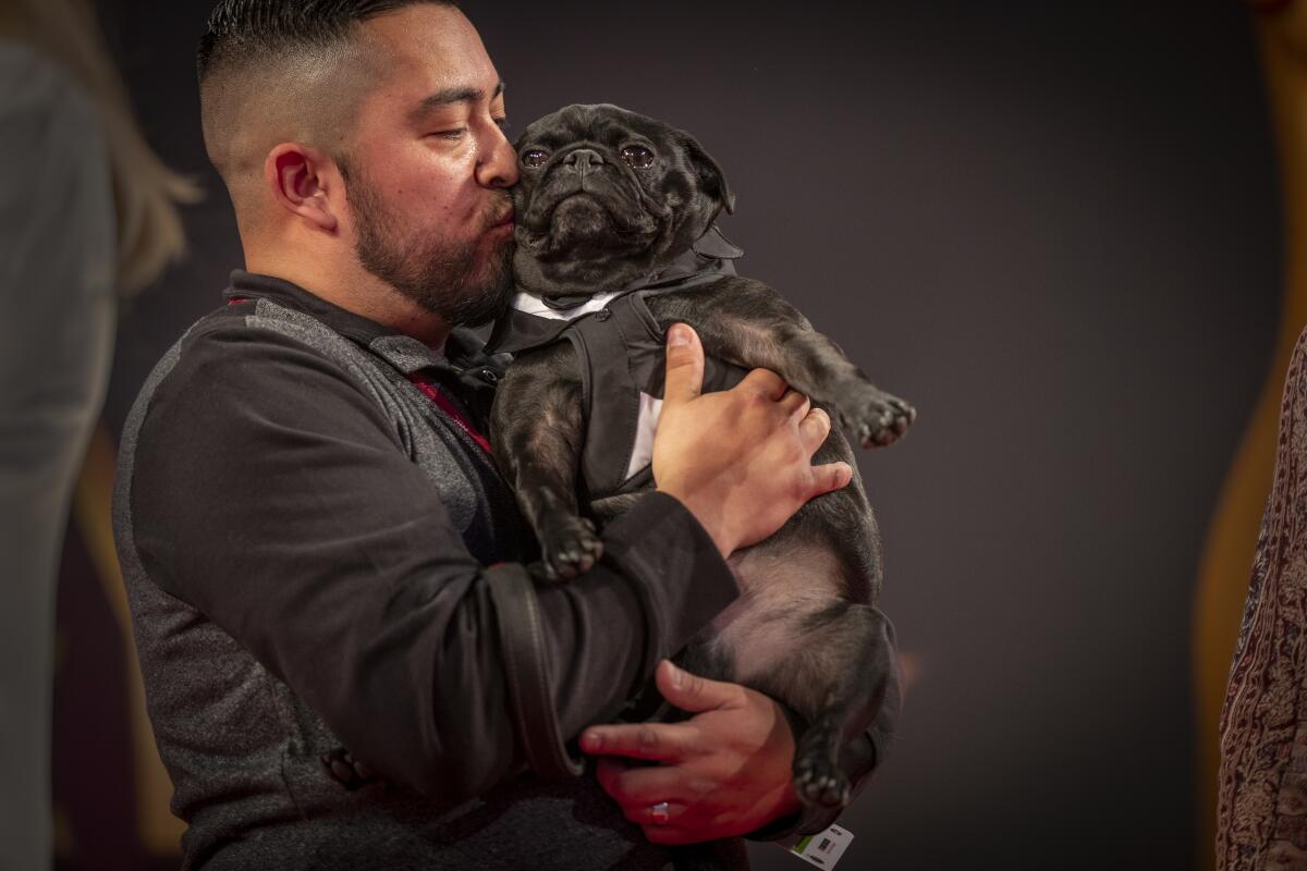 Ray Castaneda, of Covina, kisses his pug Ninja Nate at the Kennel Club of Beverly Hills Dog Show in Pomona on Feb. 29, 2020.