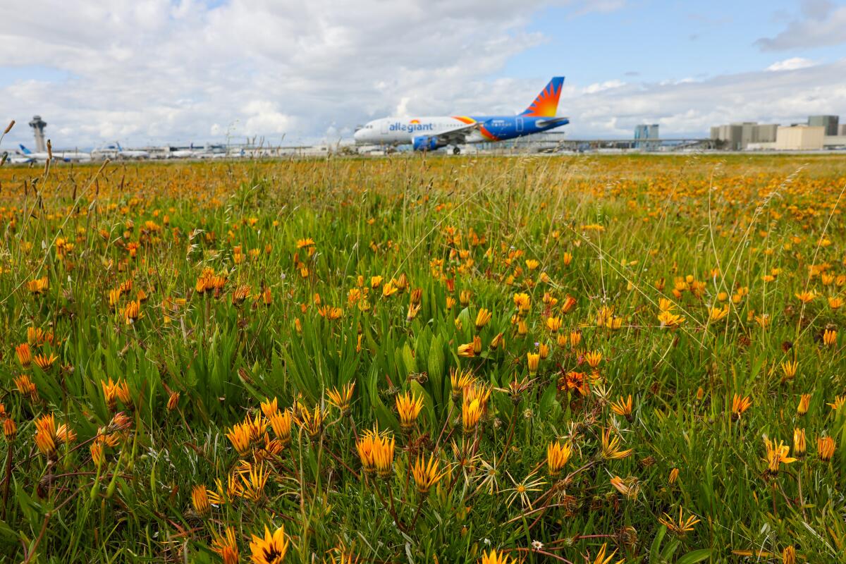 An Allegiant Airlines jet taxis at L.A. International Airport, where travelers get a window seat view of wildflower fields 