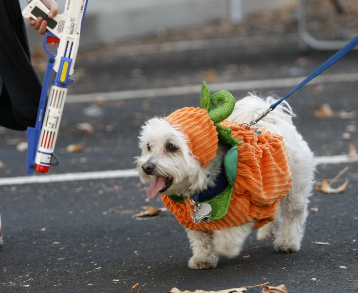 La Crescenta's Miley the dog was dressed like a pumpkin for the annual Montrose Halloween event in Montrose on Thursday, Oct. 31, 2013.