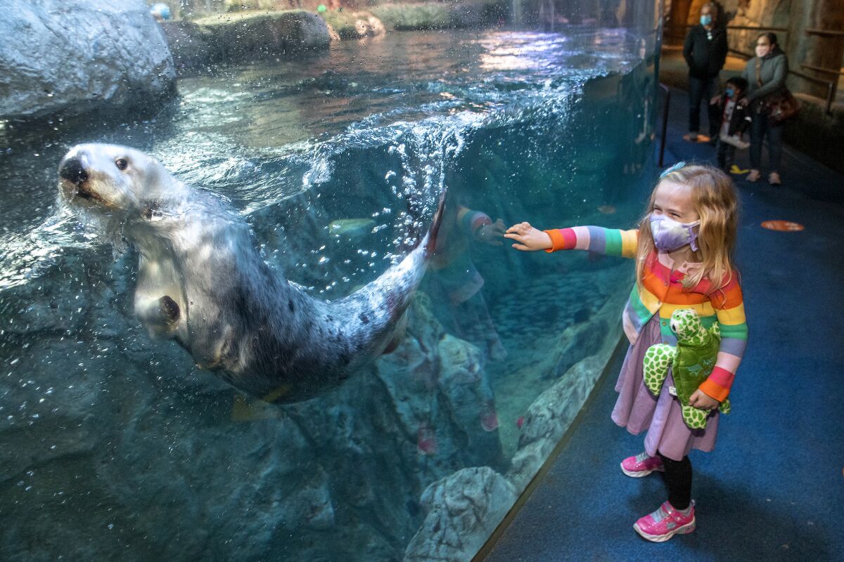 A masked child looks at the otter tank at the Aquarium of the Pacific.