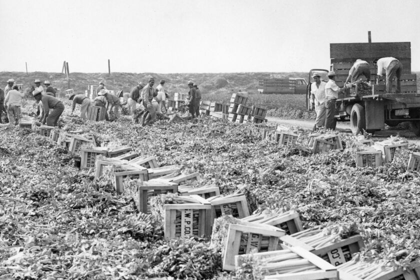 A crew of Mexican contract laborers harvest celery at the E&G Ranch near Chula Vista on Nov. 2, 1953.  