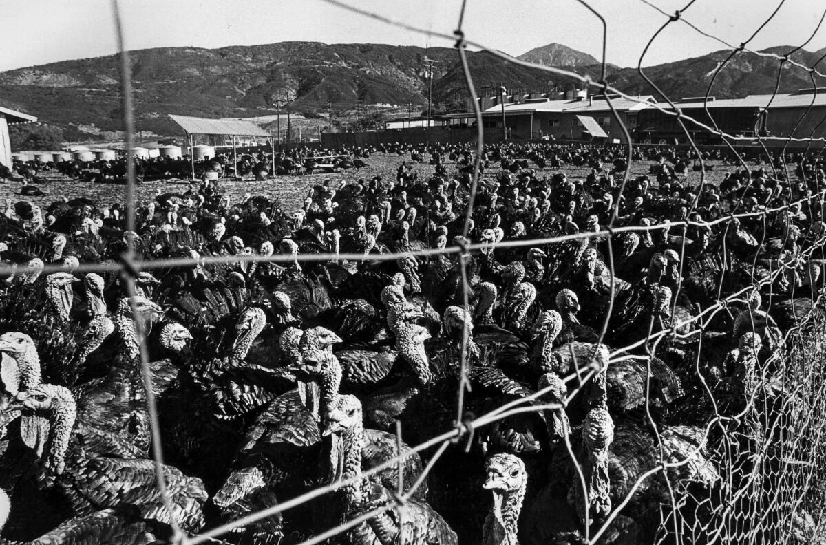Nov. 20, 1980: Turkeys congregate at Vern Parton farm in Yucaipa.