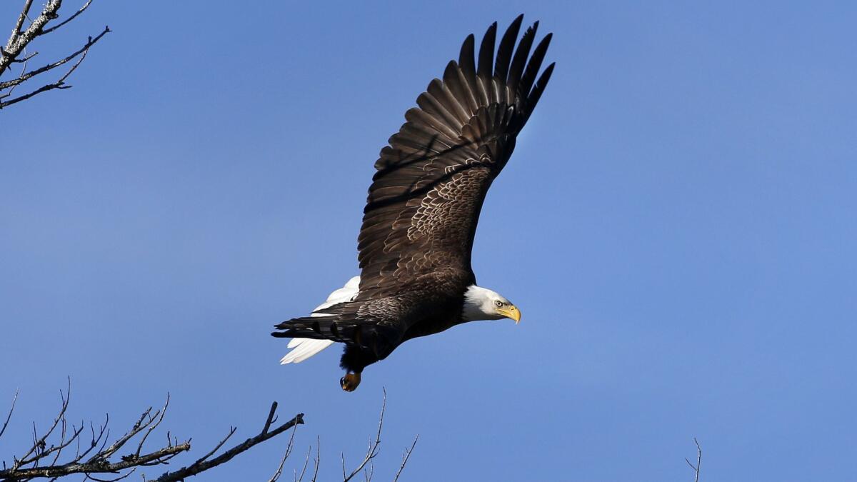 The bald eagle, our national bird since 1782.