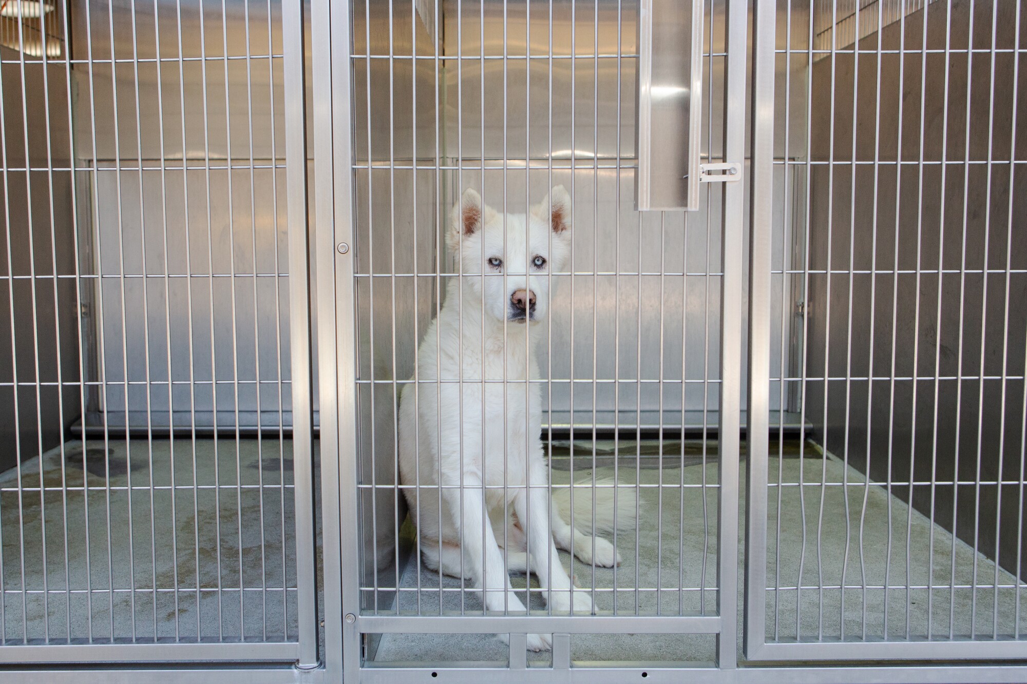 A dog is housed in a kennel at a Los Angeles County Animal Care and Control shelter. 