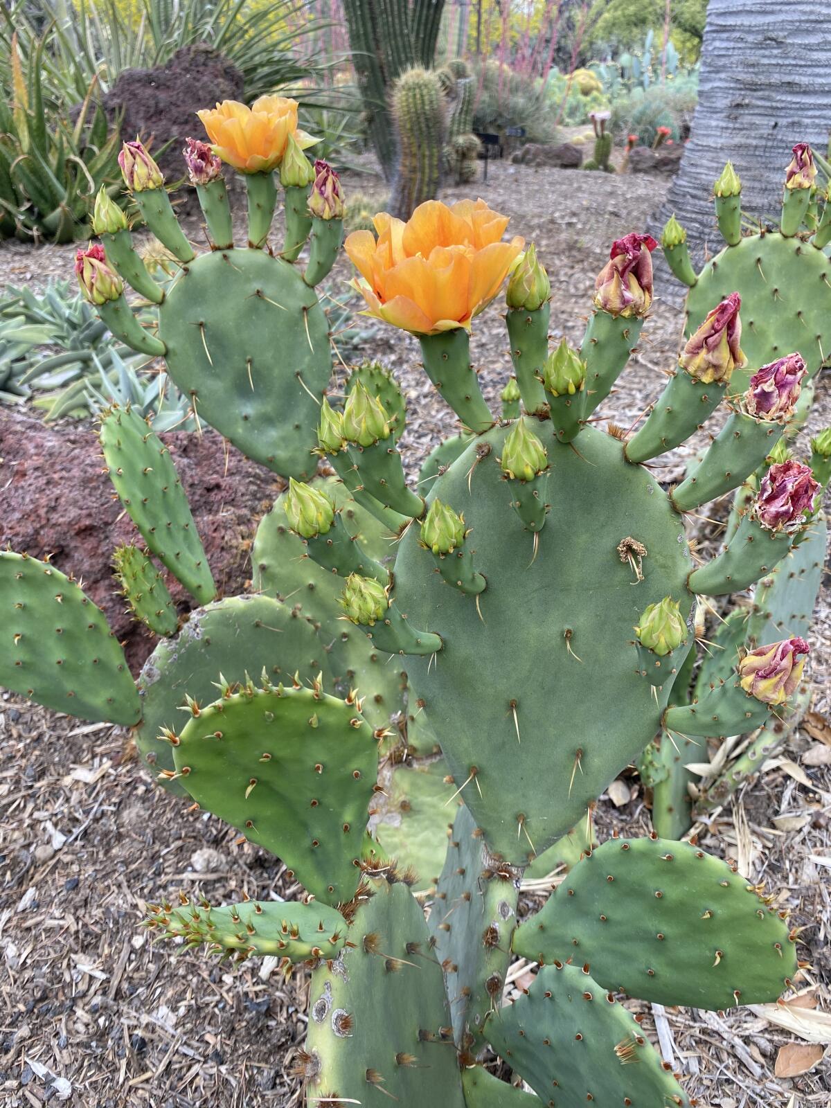 Coastal prickly pear cactus with orange blossoms