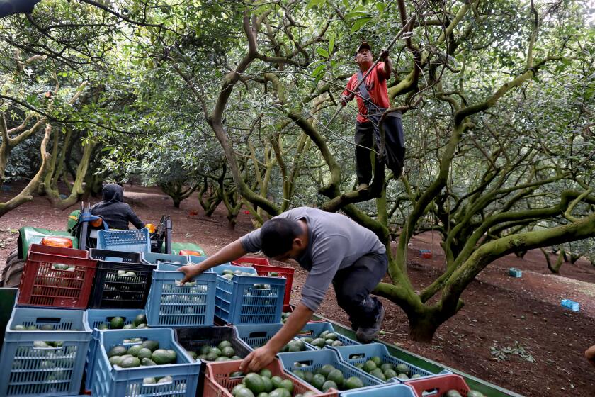 TANCITARO, MICHOACAN -- FRIDAY, AUGUST 23, 2019: Natividad Arroyo Arroyo, in tree, along with other pickers harvest avocados in Cerro de la Vaina in Tancitaro, Michoacan, on Aug. 23, 2019. The entrance to Tancitaro, a population of roughly 30,000, claims it is the Avocado Capital of the World. Mexican cartels have evolved beyond drug trafficking; extortion and theft of the local avocado and timber industries. (Gary Coronado / Los Angeles Times)
