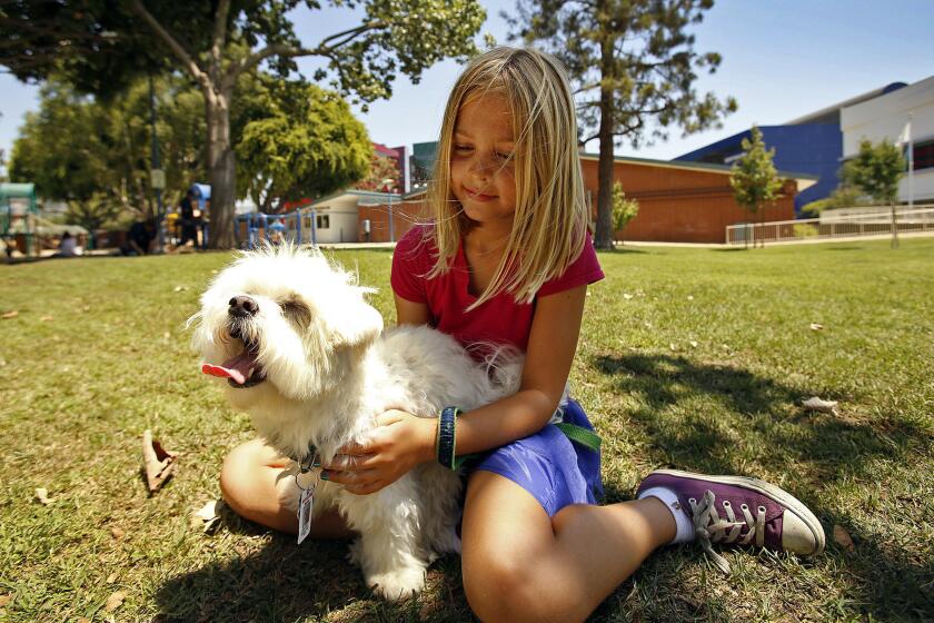 Scarlett Alpert, 9, plays with Yogi, one of her family's dogs, at West Hollywood Park.