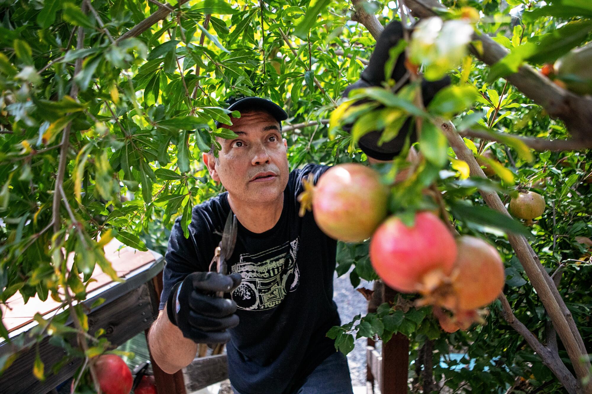 Pink Lady Apples(per pound) from Beech Creek Orchards (Local-not organic)