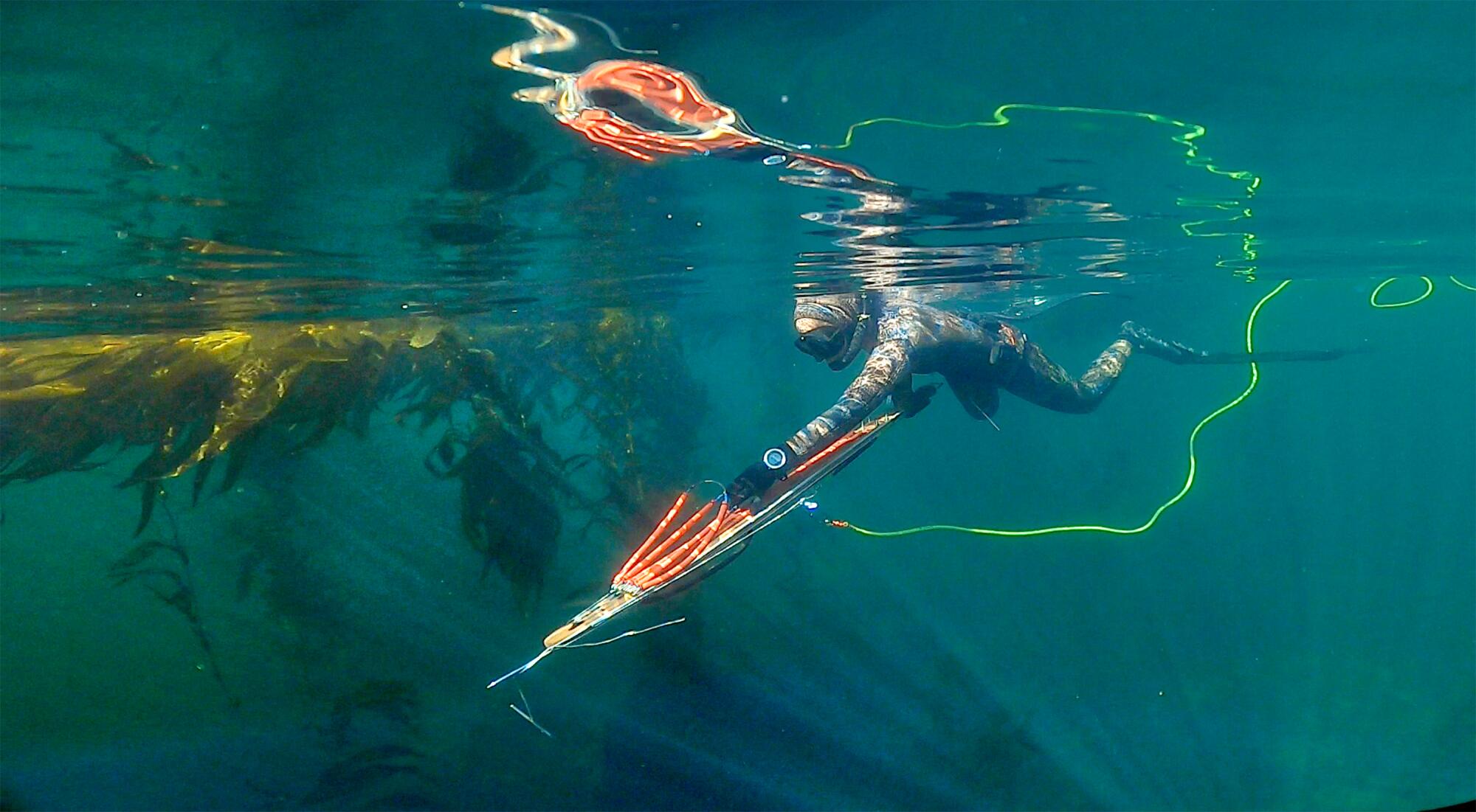 Spearfishing champ blazes trails for women divers, sustainability
