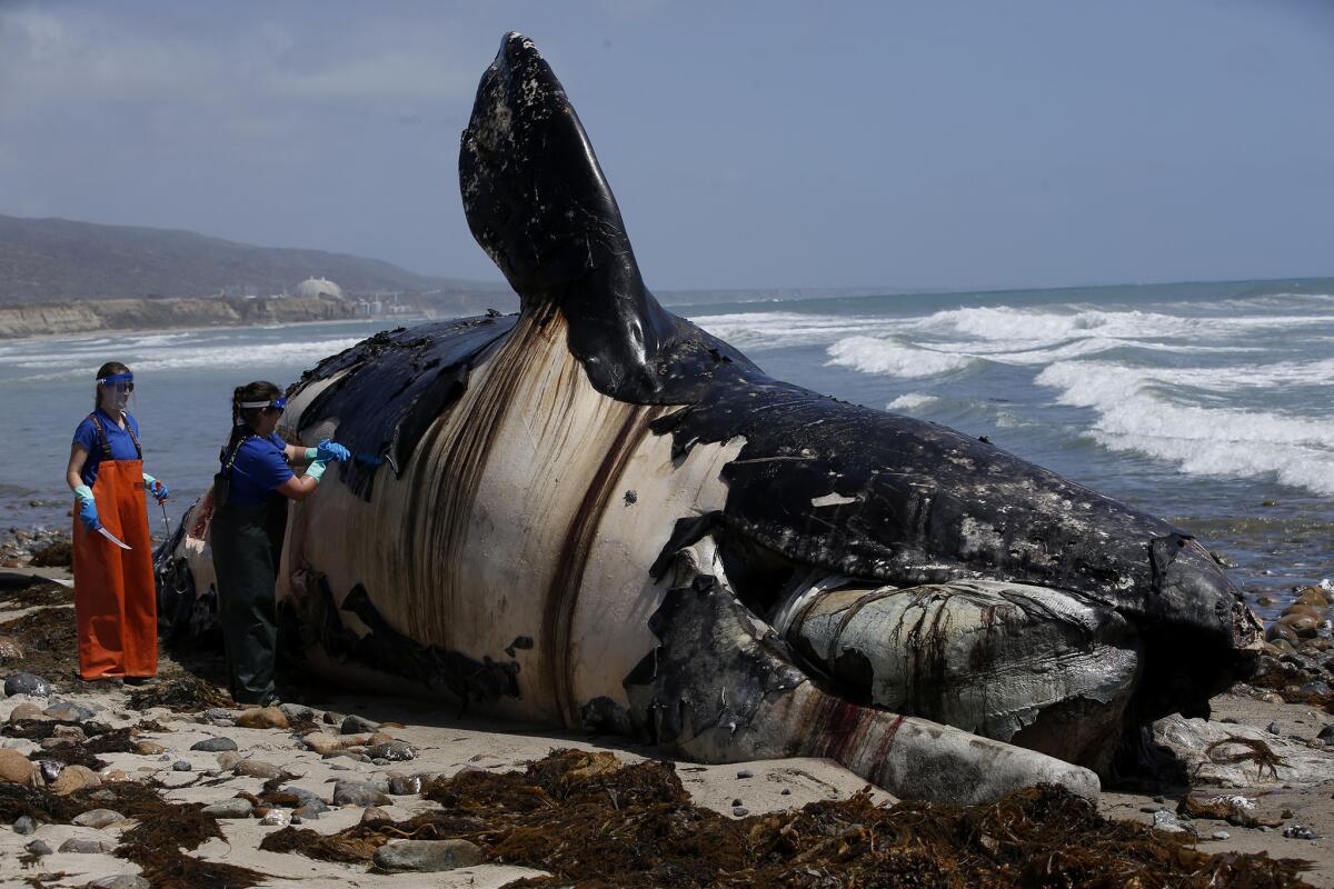 Biologists from the National Oceanic and Atmospheric Administration's Southwest Fisheries Science Center take tissue samples from a decomposing whale at San Onofre State Beach.
