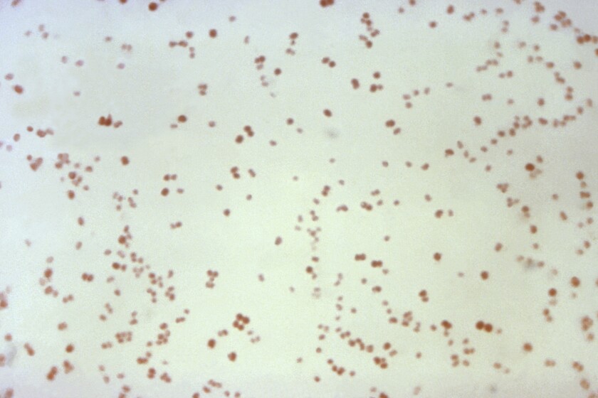 Neisseria gonorrhoeae bacteria, which cause the sexually transmitted disease gonorrhea, seen under a microscope. Dramatic increases in drug-resistant gonorrhea contributed to an increase in superbug infections in the U.S. between 2013 and 2017, according to the Centers for Disease Control and Prevention.
