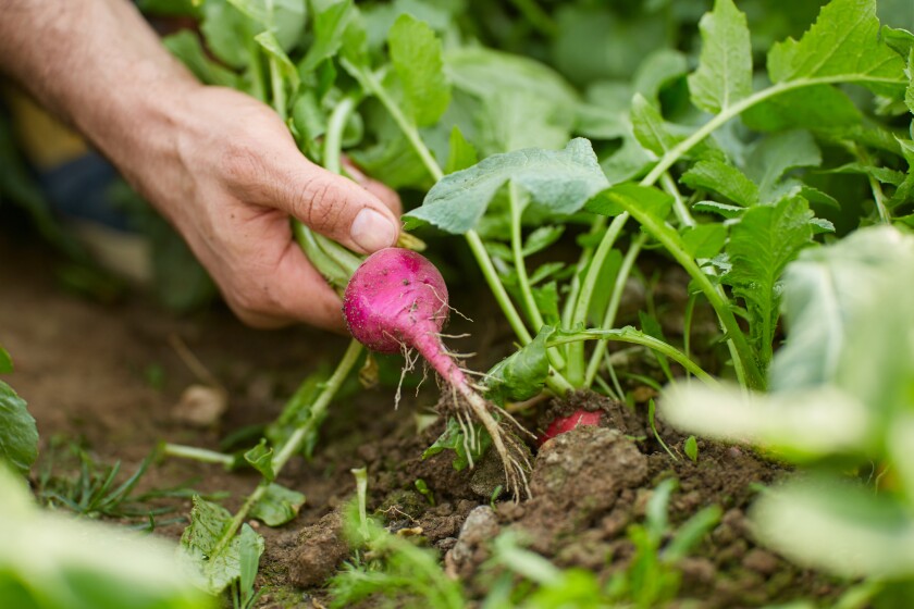 Radishes are among the veggies you can grow from seed right now.