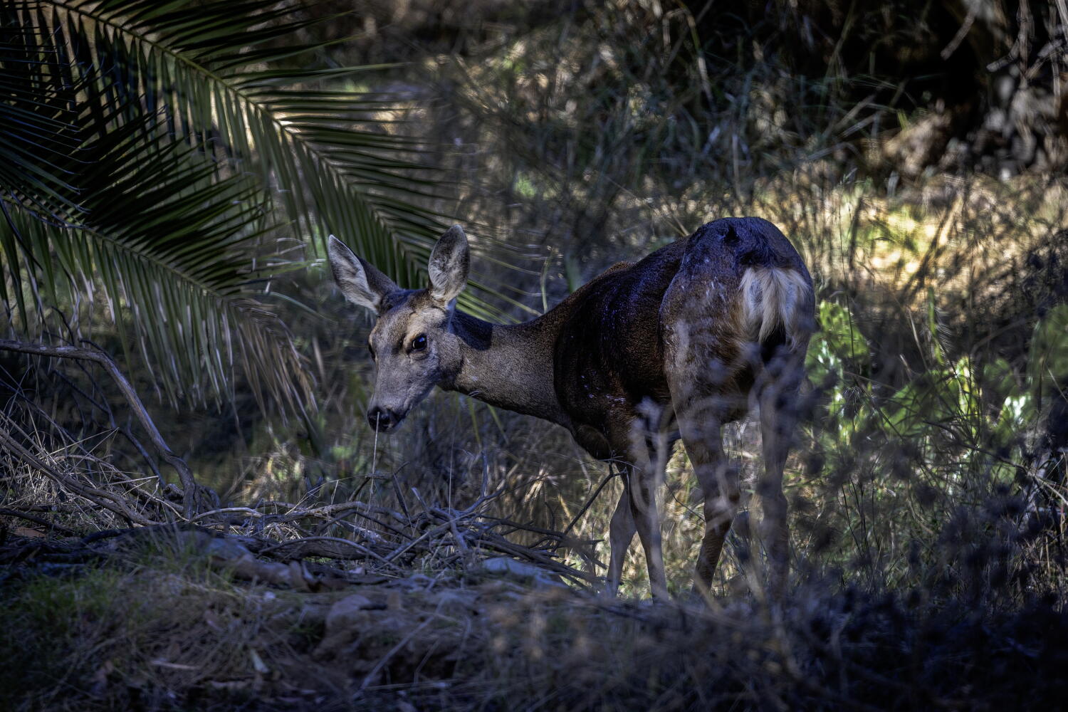 Killing of Catalina Island's mule deer has begun, official confirms