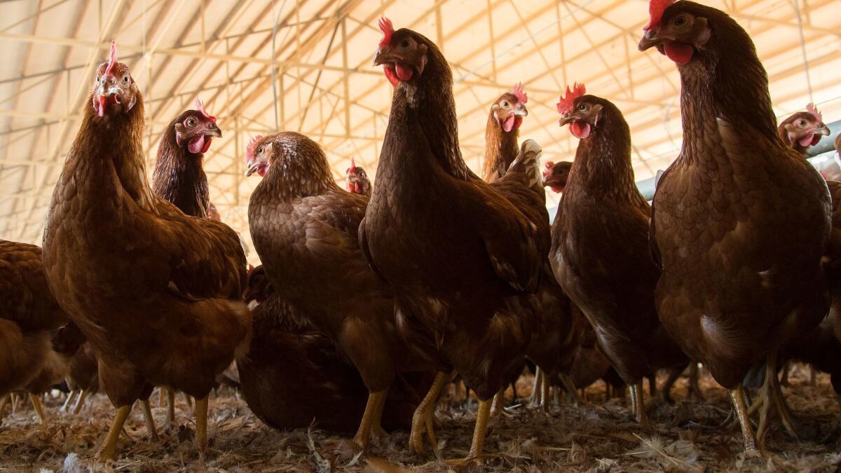 Chickens roam freely and have access to the outdoors at the MCM Poultry farm in Nuevo, Calif., on Nov. 9.