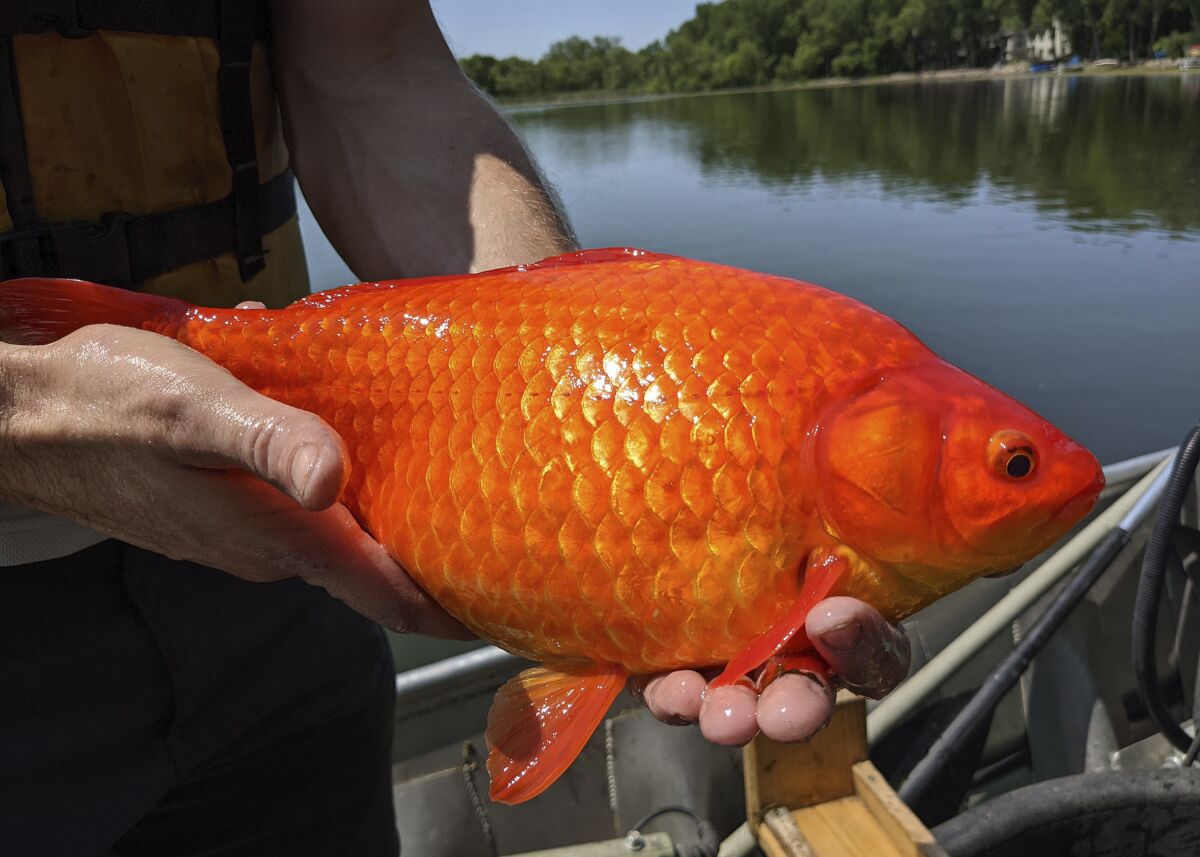 In this image provided by the City of Burnsville, Minn., a large goldfish caught in Keller Lake during a water quality survey is held, Friday, July 2, 2021. Officials in Minnesota say they're finding more giant goldfish in waterways, prompting a plea to citizens to stop illegally dumping their unwanted fish into ponds and lakes. The goldfish, which can grow to the size of a football, compete with native species for food and increase algae in lakes. (City of Burnsville via AP)