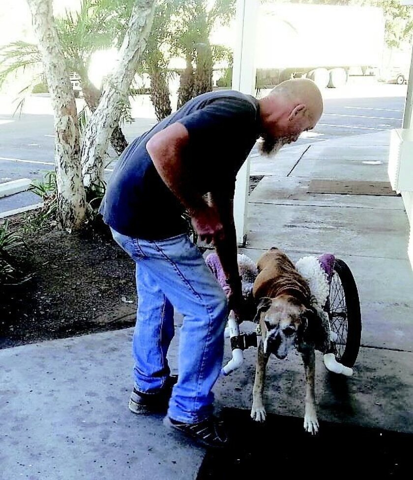 Homeless El Cajon Man And Mac The Boxer Show True Devotion The