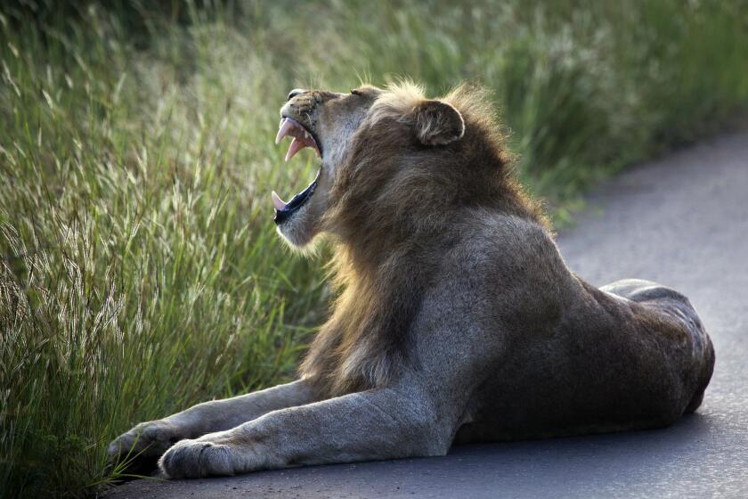 A lion lays on the side of the road in Kruger National Park, South Africa, Wednesday March 6, 2019. According to the WWF, three-quarters of African lion populations are in decline. With only around 20,000 in the wild, they are classified as vulnerable. (AP Photo/Jerome Delay)