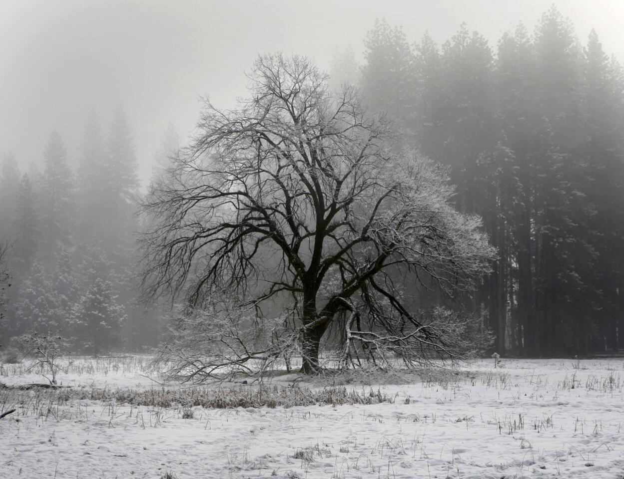 The iconic elm tree in Cook's Meadow in Yosemite Valley is shrouded by fog and fresh snow. Read Mark Boster's story on winter in Yosemite.