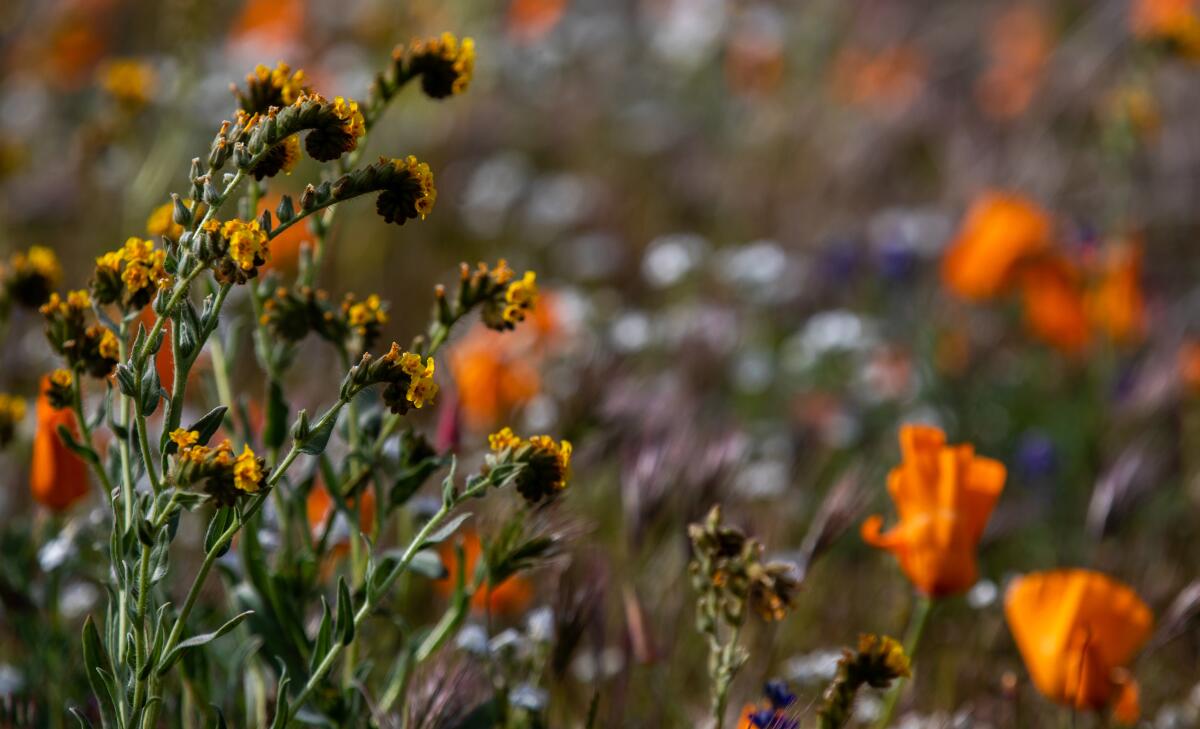 Some plants and grasses are choking out poppies and other wildflowers, which require warmer conditions to bloom in abundance.