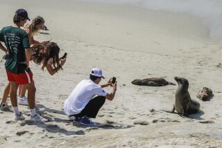 SAN DIEGO, CA - AUGUST 19: Beach goers move in close to view and photograph sea lions and their pups at a rookery at Boomer Beach next to Point La Jolla on Wednesday, Aug. 19, 2020 in San Diego, CA. (Eduardo Contreras / The San Diego Union-Tribune)