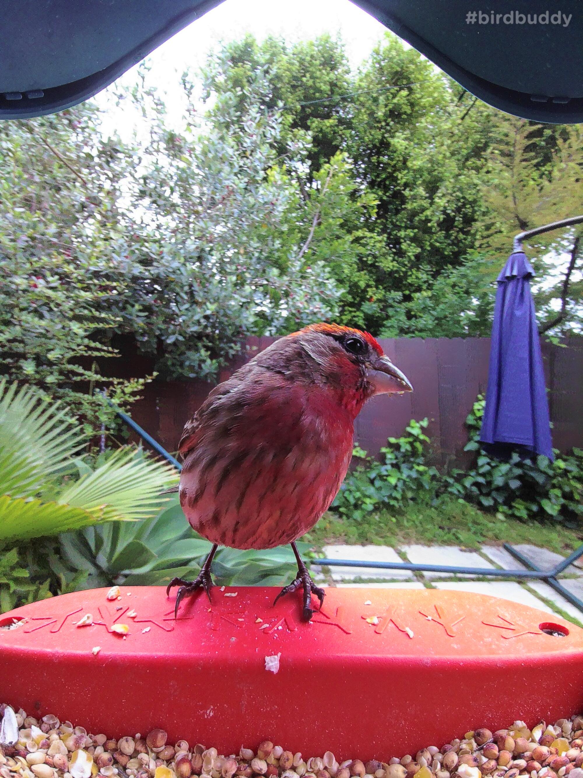 A close-up photo of a bird at a bird feeder