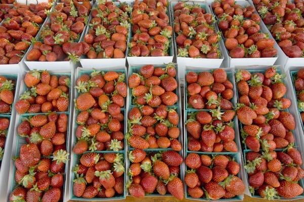 Elsewhere in the country, it's frosting and freezing. After all, it's December. But in L.A.? We're still reaching for our sunscreen and enjoying freshly grown Gaviota strawberries, courtesy of Harry's Berries in Oxnard. Admittedly, strawberries are unusual this time of year. Just chalk it up to one more reason we put up with the traffic to live here. What follows are more photos of the luscious fruits and vegetables on sale recently at the Hollywood farmers market. If you're lucky, you can also find them at your local market. If you live in L.A., that is. --Rene Lynch RELATED: David Karp's weekly Market Watch report MAP: Explore your local farmers market Cooking through the season -- recipes included