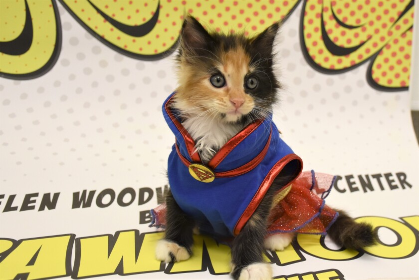 "Super Kitten" makes an appearance at a recent PAWmicon.