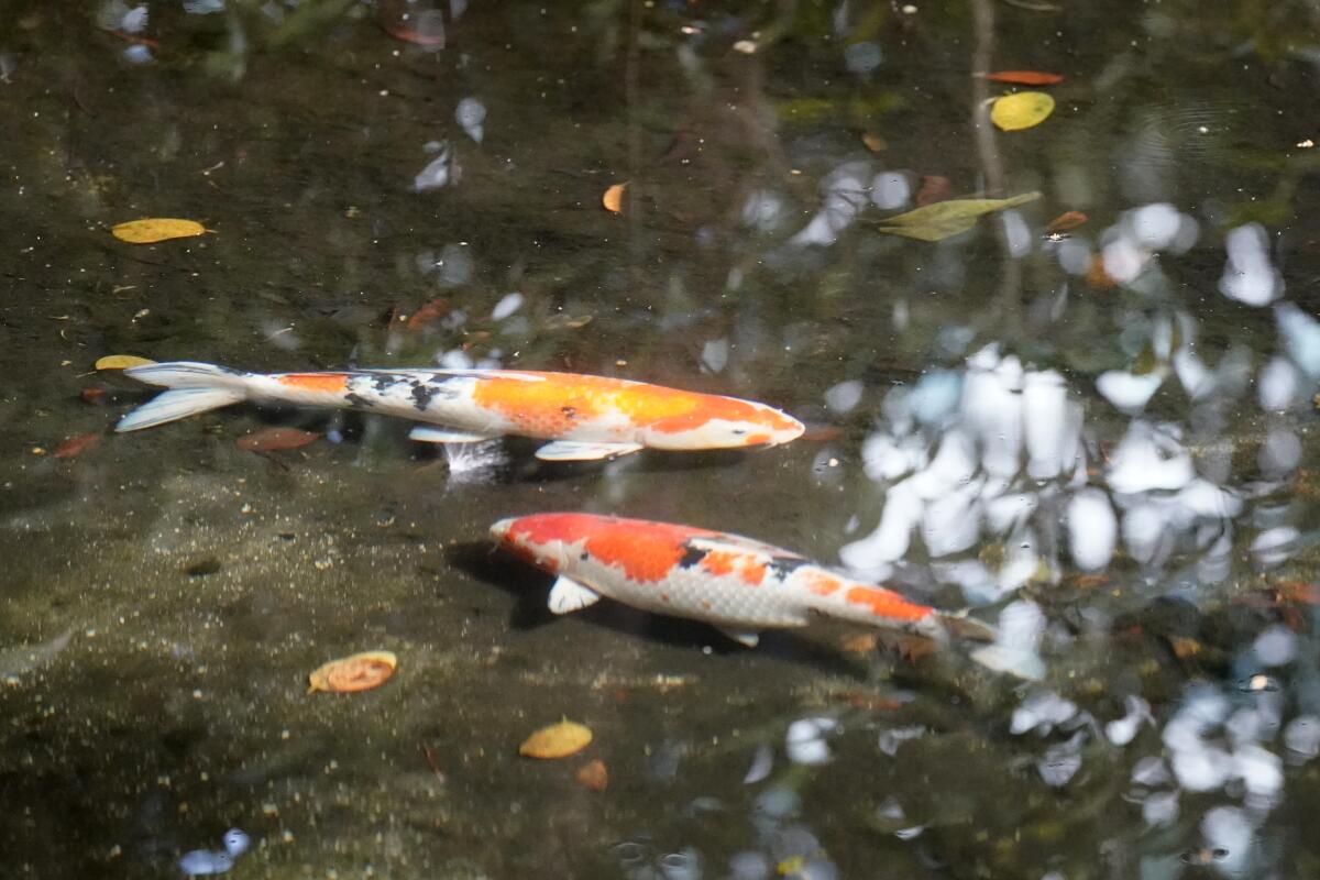 A couple of koi fish swim in a pond