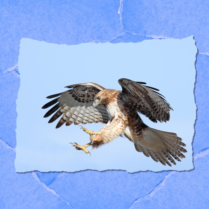 A red-tailed hawk.