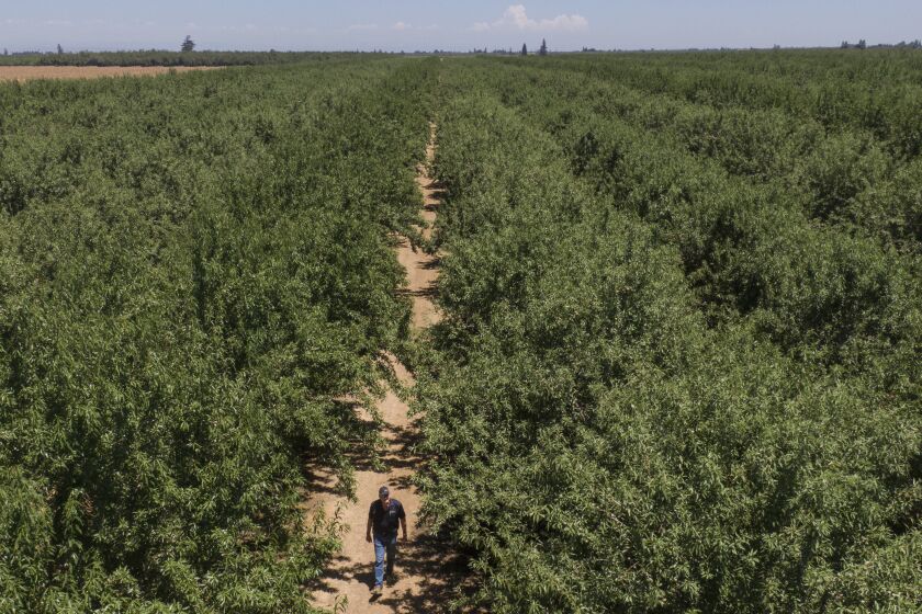 MANTECA CA JUNE 24, 2022 - David Phippen walks through one of his producing almond orchards on Friday, June 24, 2022, in Manteca, Calif. (Paul Kuroda/For The Times)