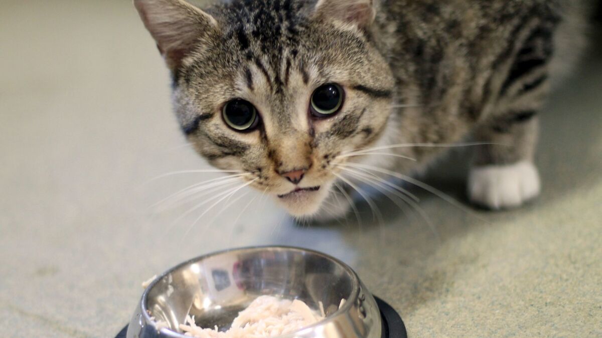 Casey pauses during a snack at the New Hampshire Humane Society shelter in Laconia.