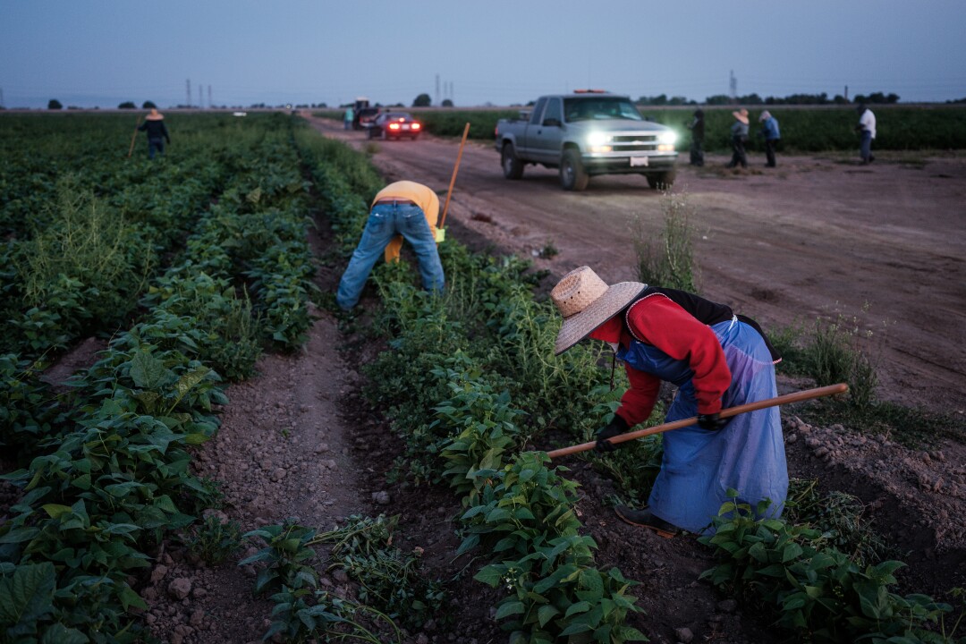 Farmworkers weed a tomato field in French Camp, California.